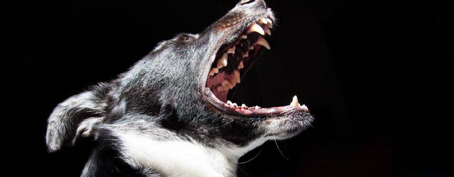 How Does A Personal Injury Attorney Fight A Dog Bite Injury Claim?