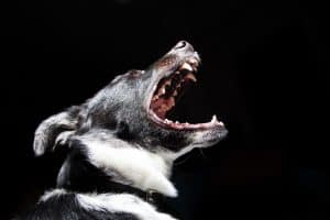 How Does A Personal Injury Attorney Fight A Dog Bite Injury Claim?