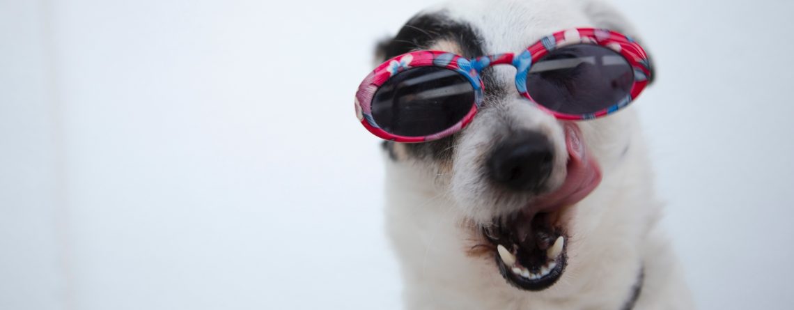 Can I File a Dog Bite Claim if my Dog was the Victim?