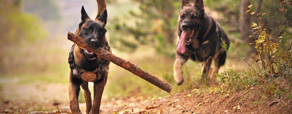 What to Do if You’re Injured by a Dog in a Florida Public Park Tampa dog bite lawyer