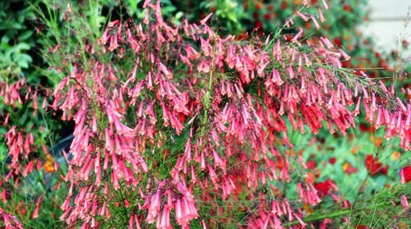 What Is Emotional Distress In A Personal Injury Claim In Tampa?