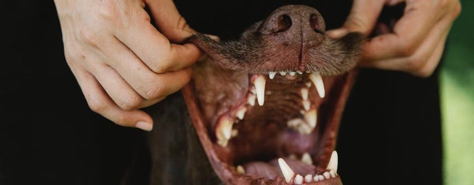 Top 2 Challenges with Dog Owners After a Bite Incident