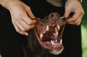 Top 2 Challenges with Dog Owners After a Bite Incident