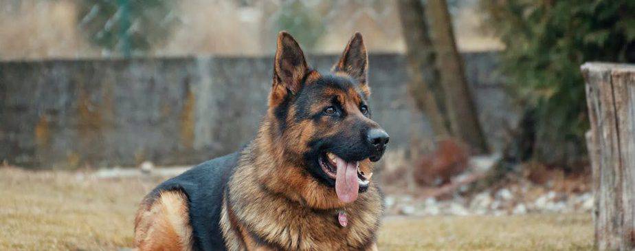 What to Do After a Dog Bite in Tampa