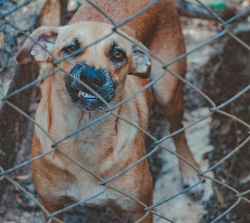 3 Steps to Take After a Dog Bite in Tampa