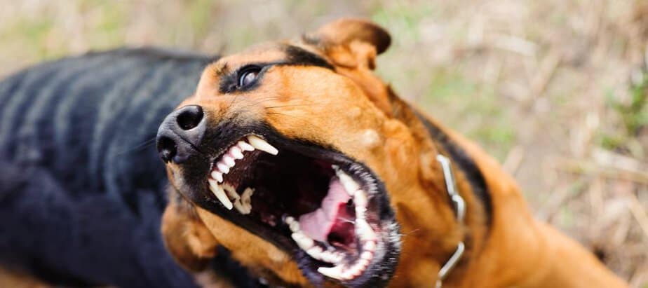 Dog Bites in Florida Rental Housing: Can You Sue the Landlord?